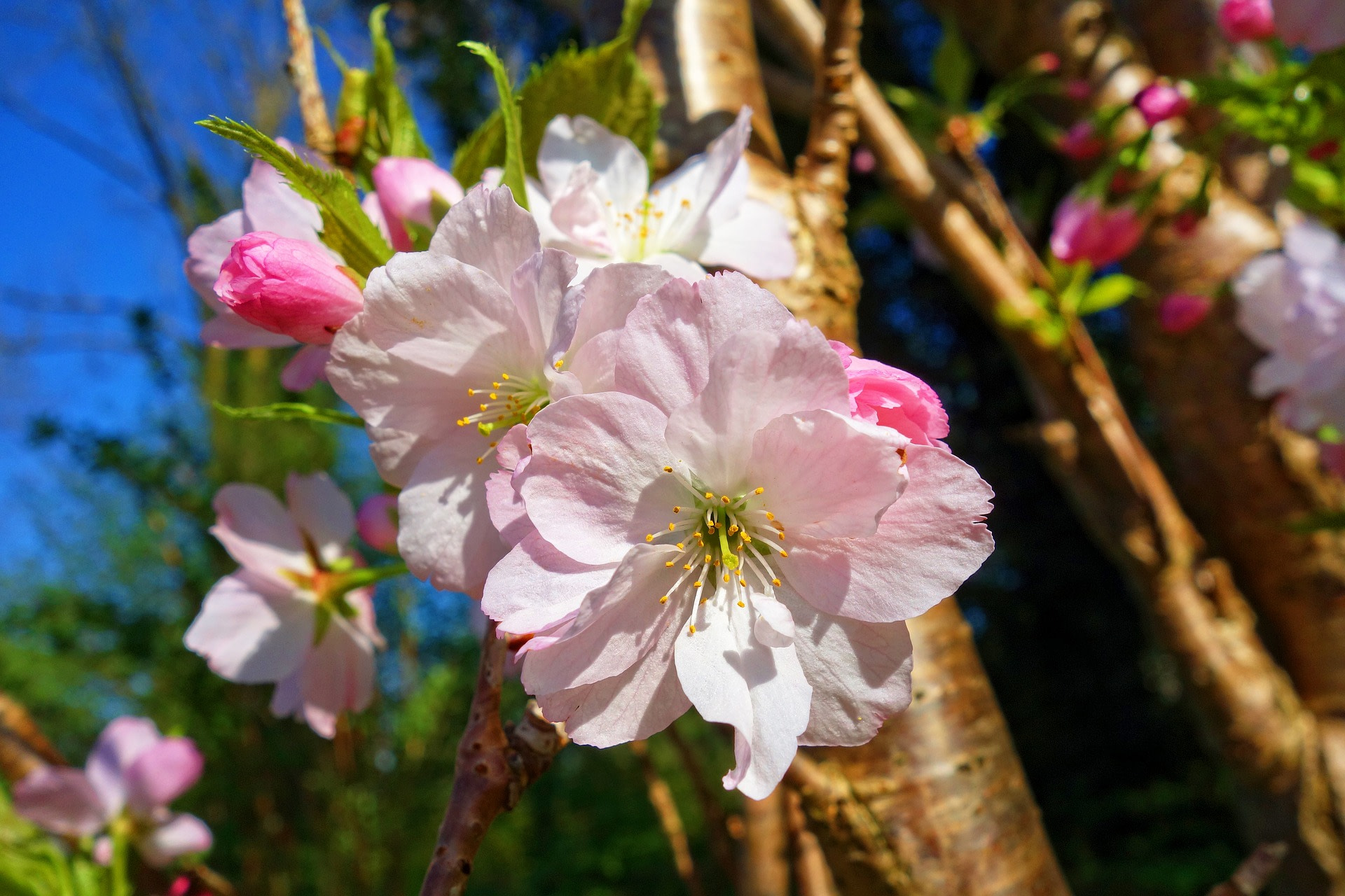 Flor De Cerejeira Tradi O E Significados Todo Dia